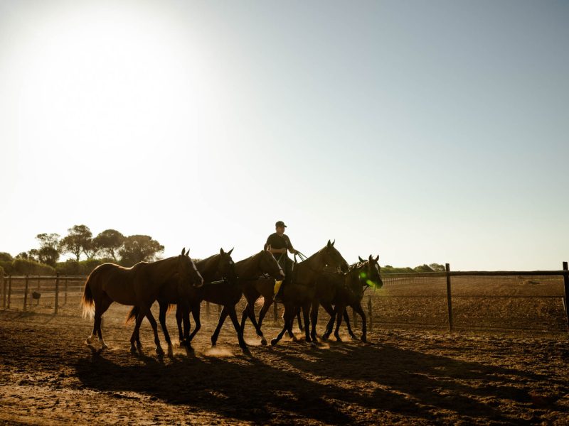 The Club - Mallorca Polo Club 1