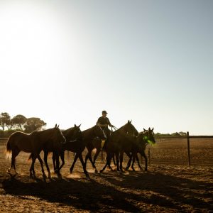 Galeria - Mallorca Polo Club
