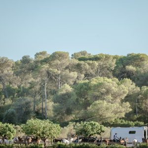 Galeria - Mallorca Polo Club