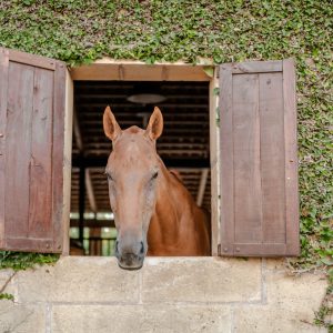 Galeria - Mallorca Polo Club