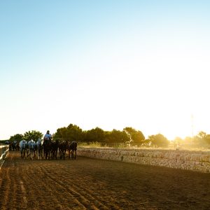 Galeria - Mallorca Polo Club